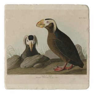 Tufted Auk (Puffin) - Audubon's Birds of America Trivet