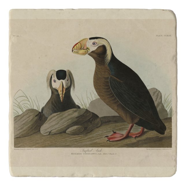Tufted Auk (Puffin) - Audubon's Birds of America Trivet (Front)