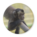 Tufted Capuchin Monkey Magnet