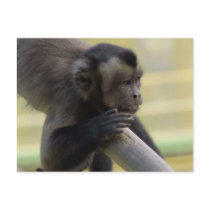 Tufted Capuchin Monkey Postcard