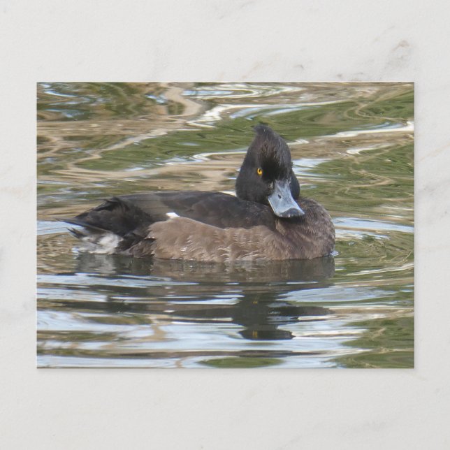 Tufted Duck DIY Postcard (Front)