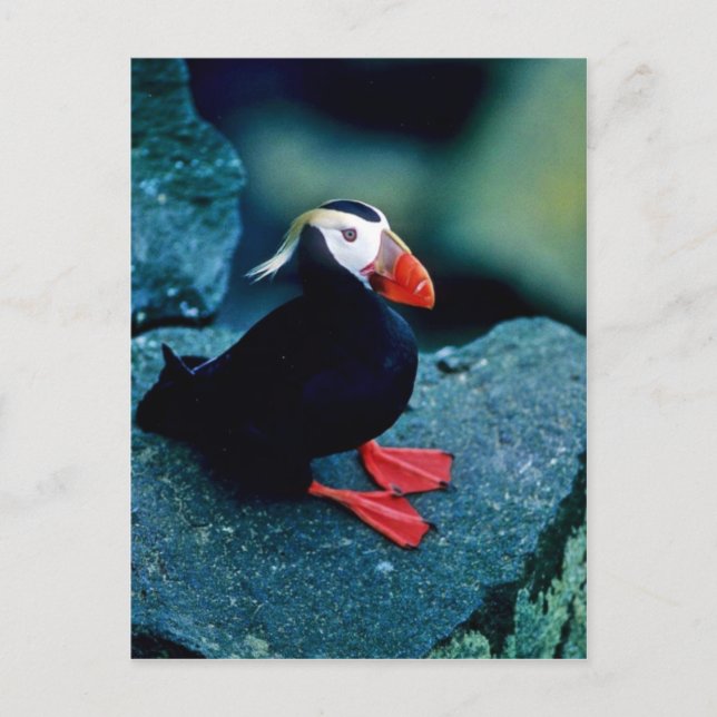 Tufted Puffin Postcard (Front)