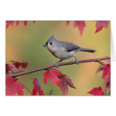 Tufted Titmice (Front Horizontal)