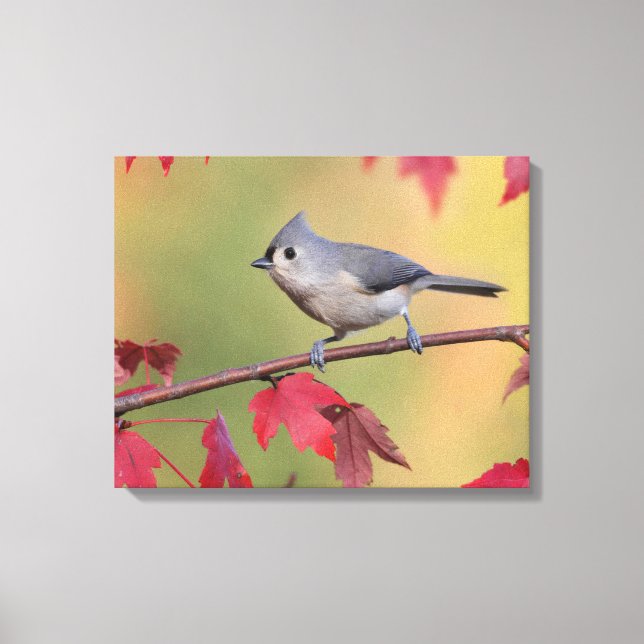 Tufted Titmice Canvas Print (Front)