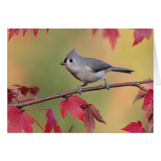 Tufted Titmice Cards (Front Horizontal)