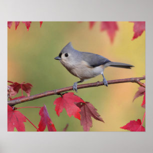 Tufted Titmice Poster