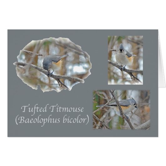 Tufted Titmouse (Baeolophus bicolor) Items Cards (Front Horizontal)