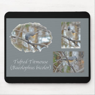 Tufted Titmouse (Baeolophus bicolor) Items Mouse Pad