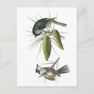 Tufted Titmouse by Audubon Postcard