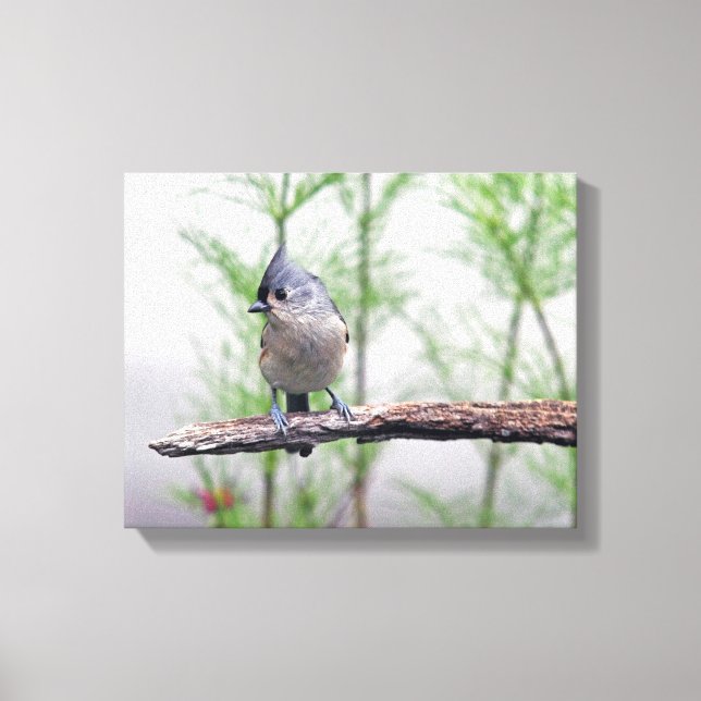 Tufted Titmouse Canvas Print (Front)