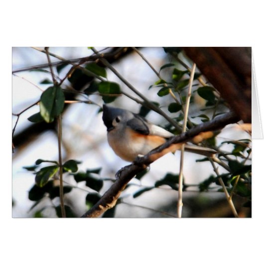 Tufted Titmouse Card (Front Horizontal)