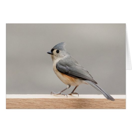 Tufted Titmouse Cards (Front Horizontal)