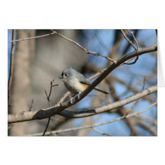 Tufted Titmouse Cards