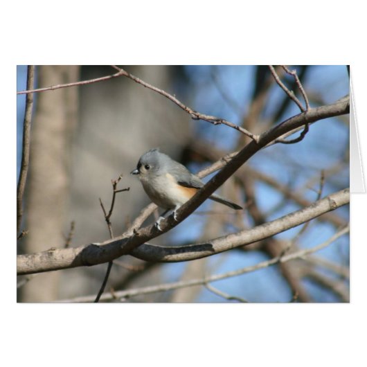 Tufted Titmouse Cards (Front Horizontal)