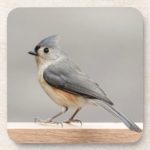 Tufted Titmouse Drink Coaster