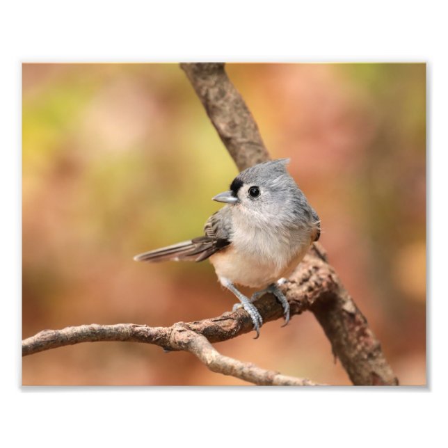 Tufted Titmouse Fall Photo Print (Front)