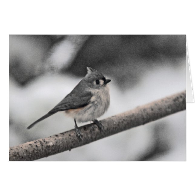 Tufted Titmouse Gray Day Cards (Front Horizontal)