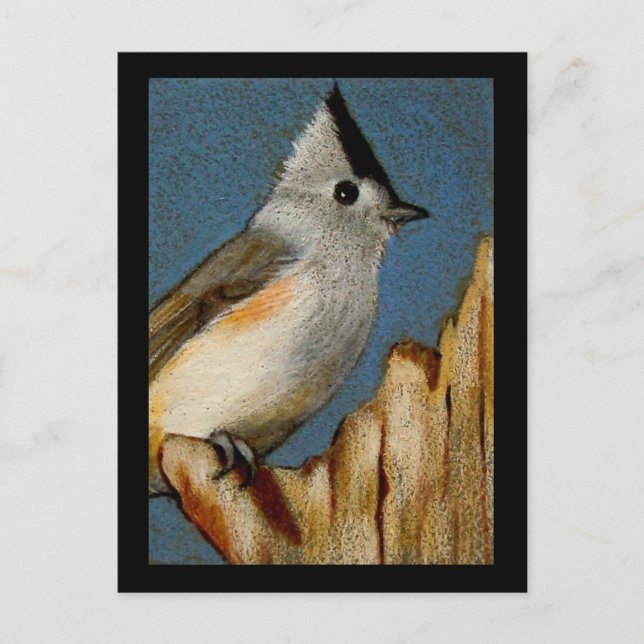 TUFTED TITMOUSE IN COLOR PENCIL POSTCARD (Front)