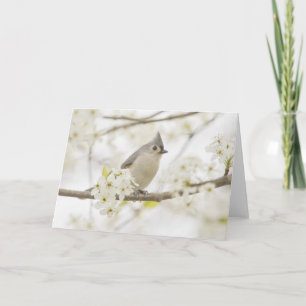 Tufted Titmouse in Pear Tree Card