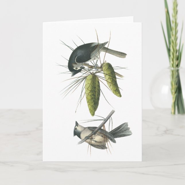 Tufted Titmouse, John Audubon Card (Front)