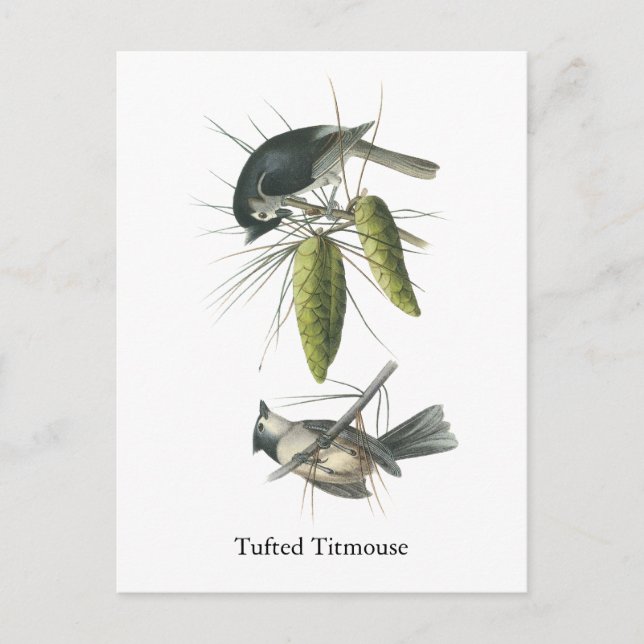 Tufted Titmouse, John Audubon Postcard (Front)