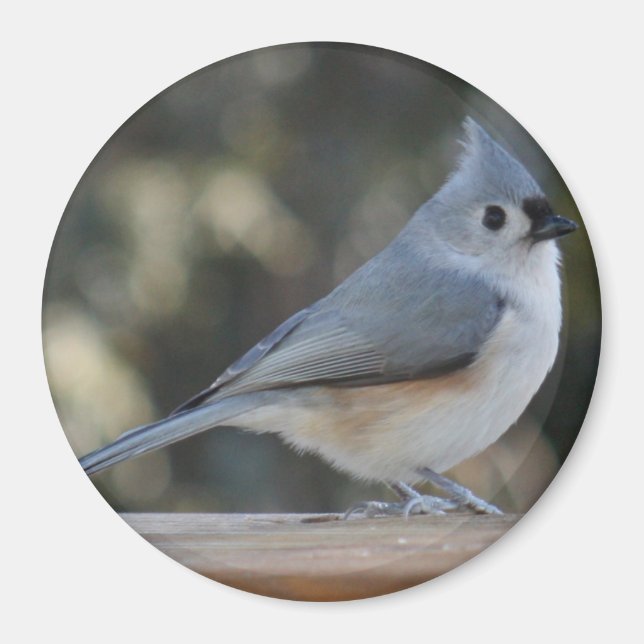 Tufted titmouse photo magnet (Front)
