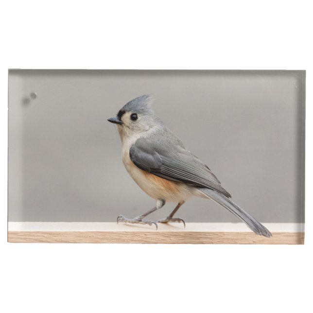 Tufted Titmouse Place Card Holder (Front)