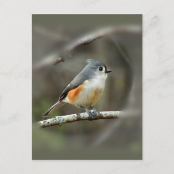 Tufted Titmouse Postcard by debinSC at Zazzle