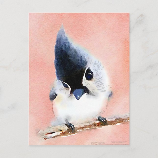 Tufted Titmouse Postcard (Front)