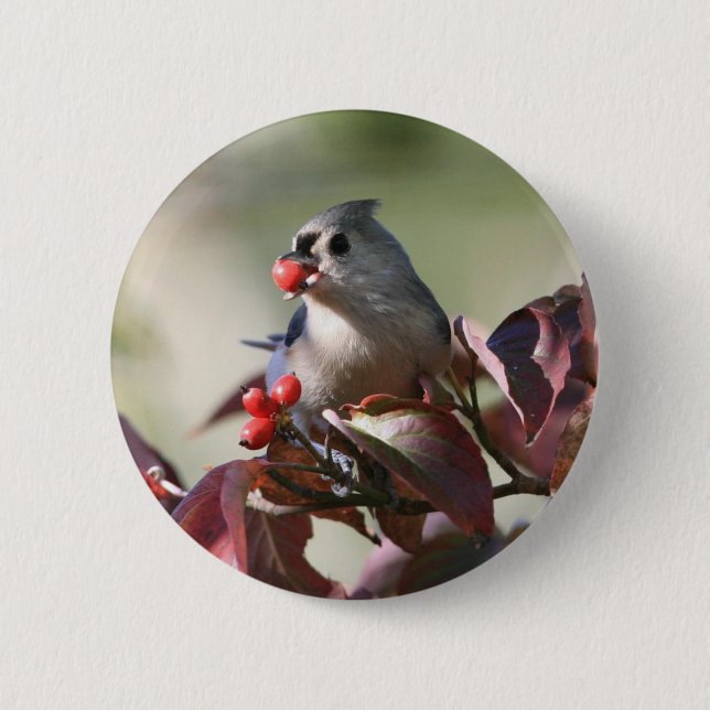 tufted titmouse with berry button (Front)