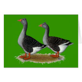 Tufted Toulouse Geese (Front Horizontal)