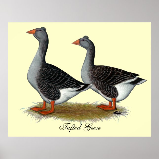 Tufted Toulouse Geese Poster (Front)