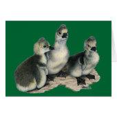 Tufted Toulouse Goslings (Front Horizontal)