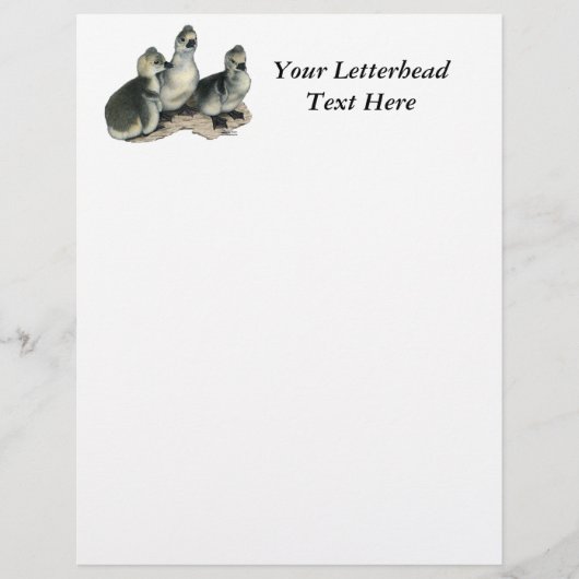 Tufted Toulouse Goslings (Front)