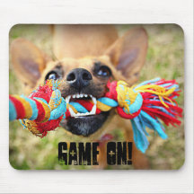 Tug o War Chihuahua