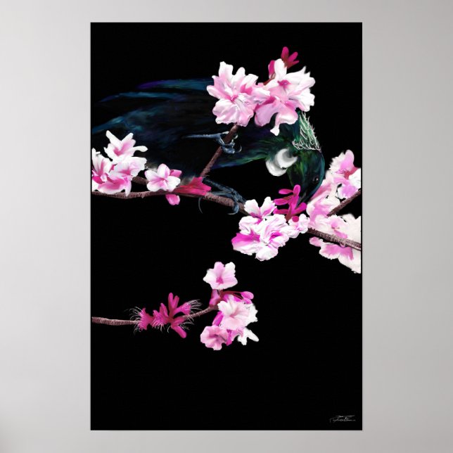 Tui Bird feeding On Cherry Blossoms - (LARGE) Poster (Front)