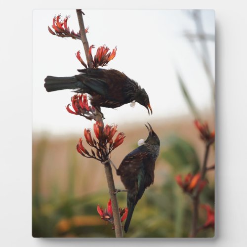 Tui birds on New Zealand flax bush Plaque