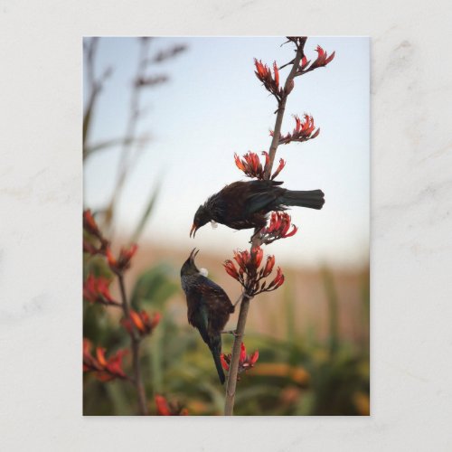 Tui birds on New Zealand flax Postcard