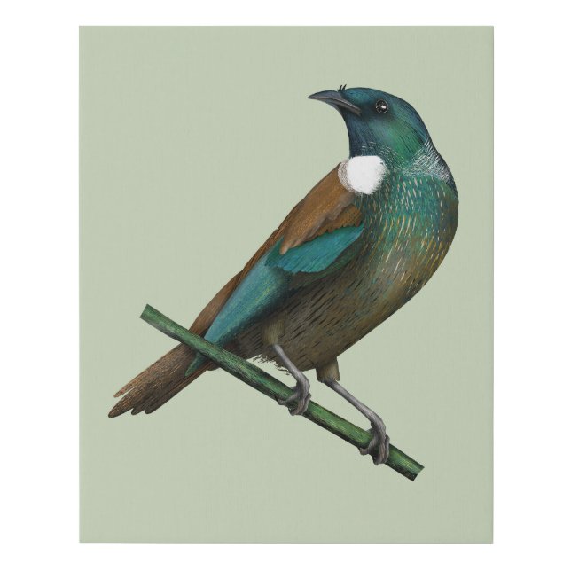 Tui New Zealands Bird Faux Canvas Print (Front)
