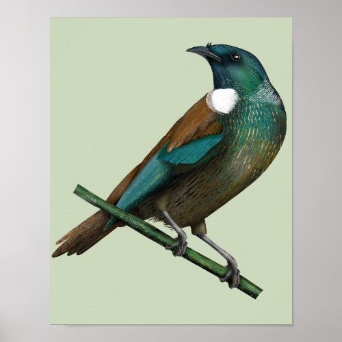 Tui New Zealands Bird Poster