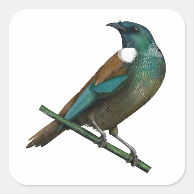 Tui New Zealands Bird Square Sticker (Front)