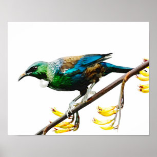 Tui on Yellow Flax Poster