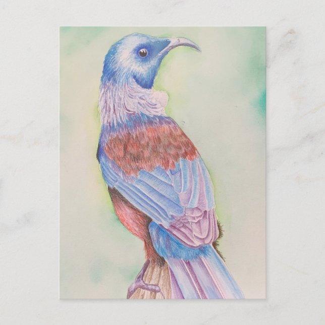 Tui - postcard (Front)