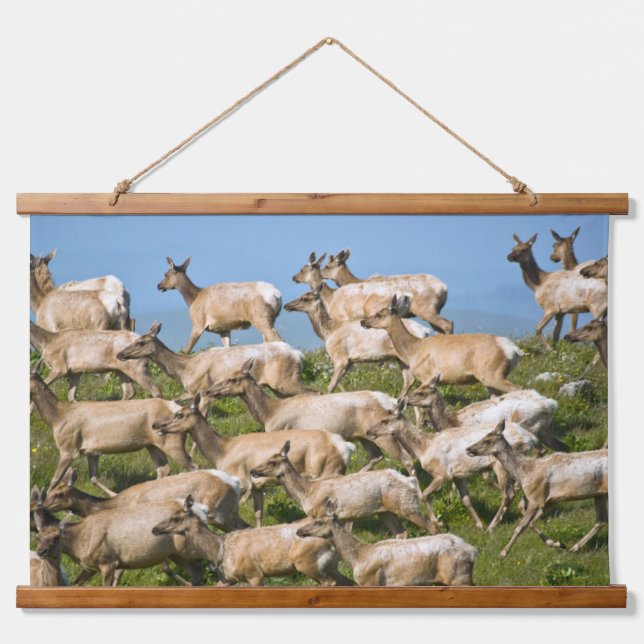 Tule Elk| Point Reyes National Seashore, CA Hanging Tapestry (Front)