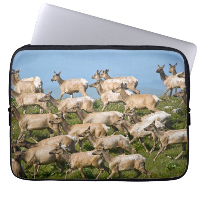 Tule Elk| Point Reyes National Seashore, CA Laptop Sleeve (Front)