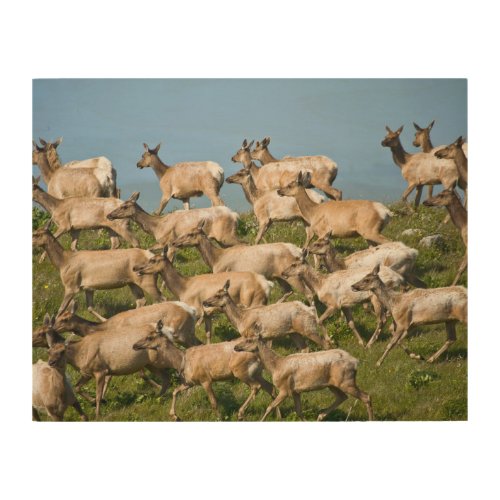 Tule Elk Point Reyes National Seashore CA Wood Wall Art