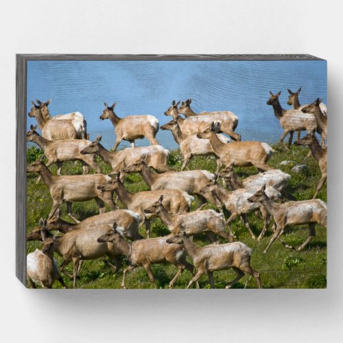 Tule Elk Point Reyes National Seashore CA Wooden Box Sign