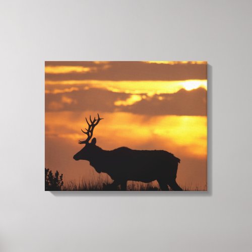 Tule Elk  Point Reyes National Seashore Canvas Print