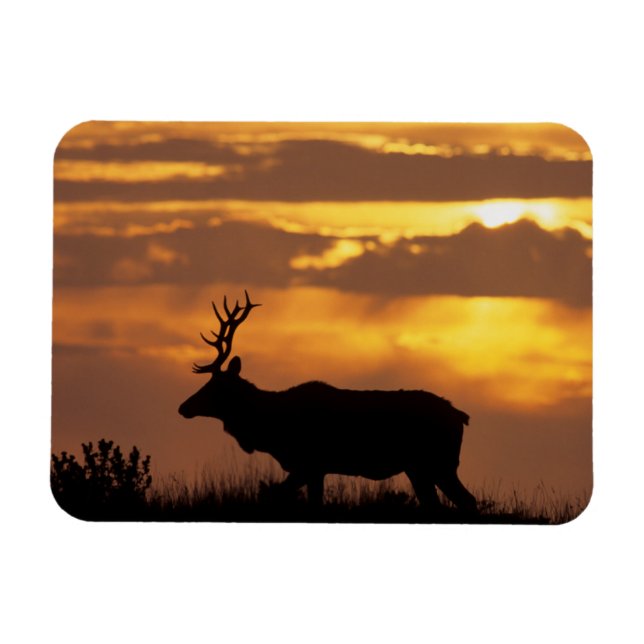 Tule Elk | Point Reyes National Seashore Magnet (Horizontal)
