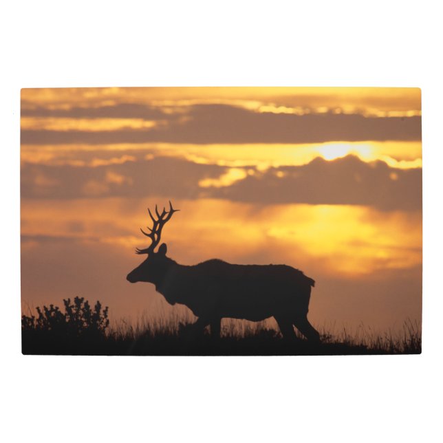 Tule Elk | Point Reyes National Seashore Metal Print (Front)